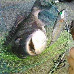 朝マヅメにチヌトップゲーム